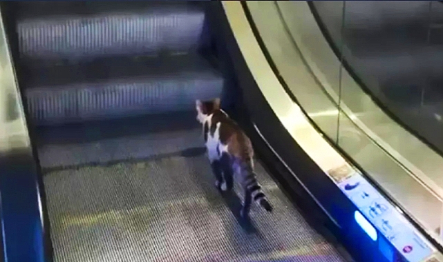 İstanbul Sabiha Gökçen Havalimanı’nda Kediye Yardım Eli