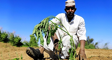 Sudan’da Çatışma Bölgelerinde Tarımsal Üretim Alarm Veriyor