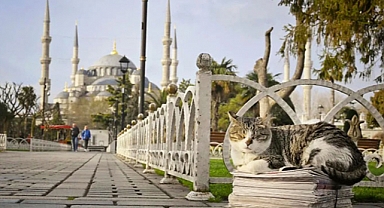 Kedi Başkenti İstanbul: Şehrin Sokaklarına Ruh Katan Sessiz Komşular