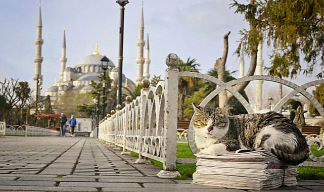 Kedi Başkenti İstanbul: Şehrin Sokaklarına Ruh Katan Sessiz Komşular