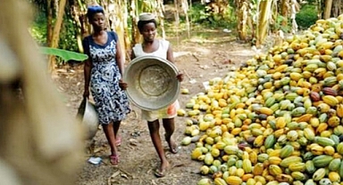 Kakao Krizinde Alarm Sinyalleri: El Niño ve Yasadışı Madencilik Gana'nın Üretimini Tehdit Ediyor