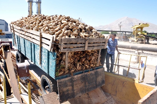 420 bin ton pancardan 57 bin ton kristal şeker üretilecek