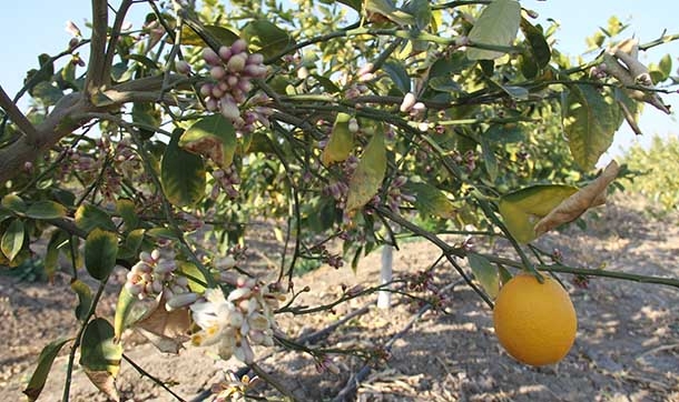 Sıcağa aldanan limonlar kış ortasında çiçek açtı