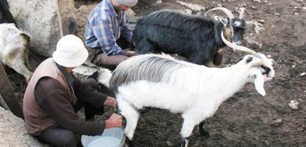 Keçi sütünde 'karışım' hilesi!