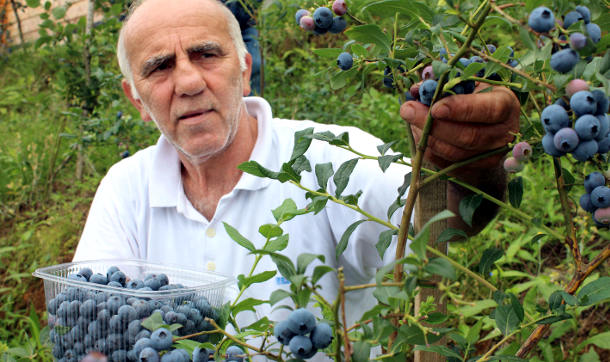 Şeker hastalarına müjde: Yabanmersini çayı insülin bağımlılığını azaltıyor