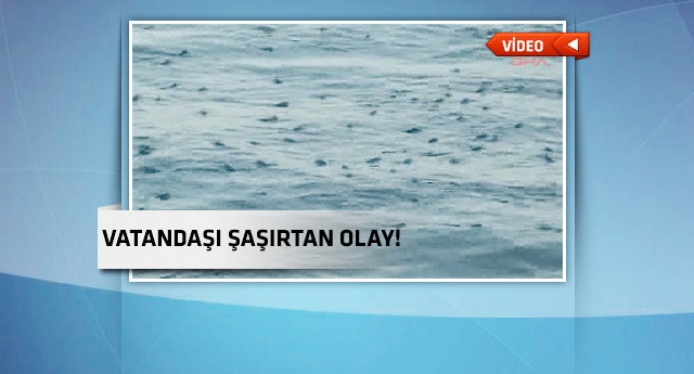 Deniz yüzeğindeki balıklar paniğe neden oldu