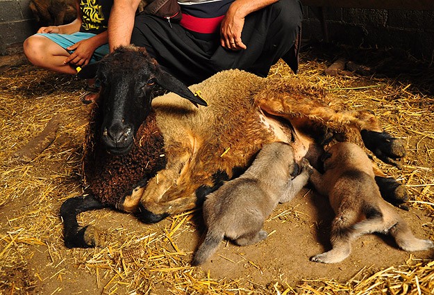 Kangal yavrularına koyun "annelik" yapıyor