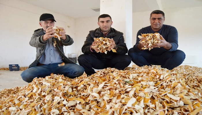 Yaşı 60 kuruş, kurusu 5 Euro