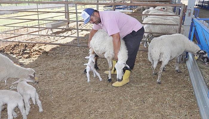 Kurban Bayramı'na sayılı günler kala, marketlerin kurbanlık fiyatları belli oldu
