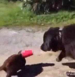 Kedinin yardımına köpek yetişti