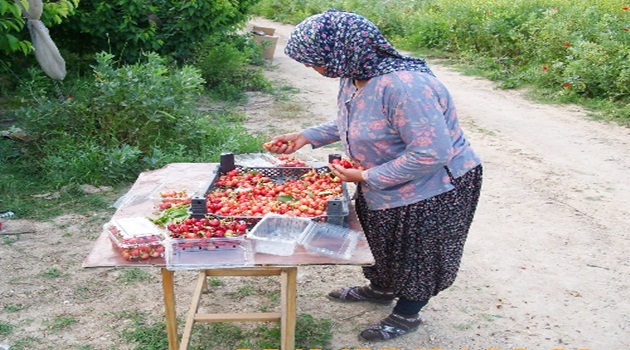 Adana'da kiraz hasadı başladı