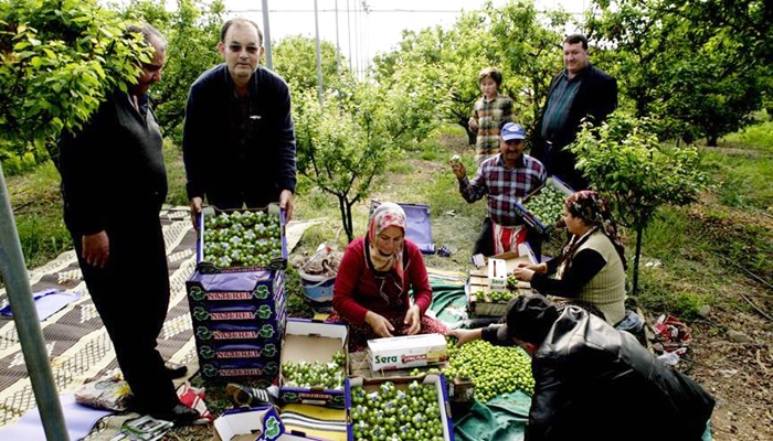 Bir kilo erik 300 liradan satıldı
