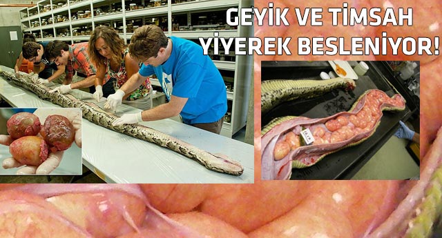 Dev pitonun içinden bakın ne çıktı!