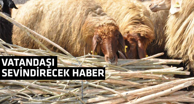 Kurbanlık fiyatlarında sürpriz gelişme