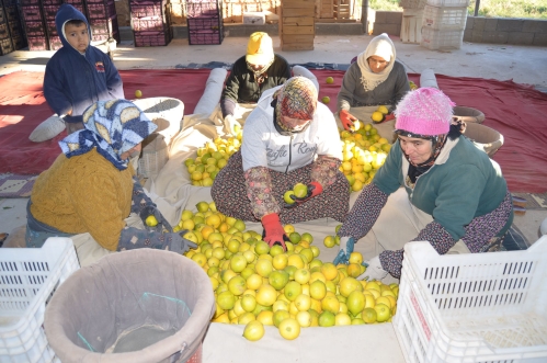 Tarım işçileri katkat giyinerek soğuktan korunmaya çalışıyor