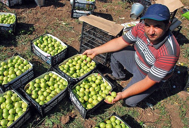 "Bayramiç beyazı" üreticinin yüzünü güldürdü