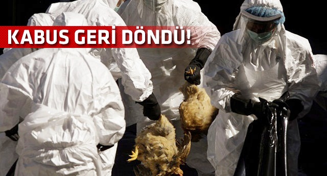 Meksika'da kuş gribi paniği