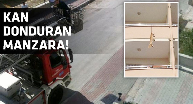 Balkonda asılı köpek şoku!