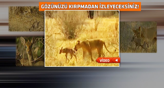 Böyle bir av hikayesi görmediniz!