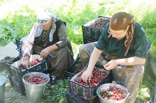 Akşehir kirazı, çiftçinin yüzünü güldürüyor