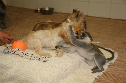 Köpek, aslan yavrusu ve maymunun arasından su sızmıyor