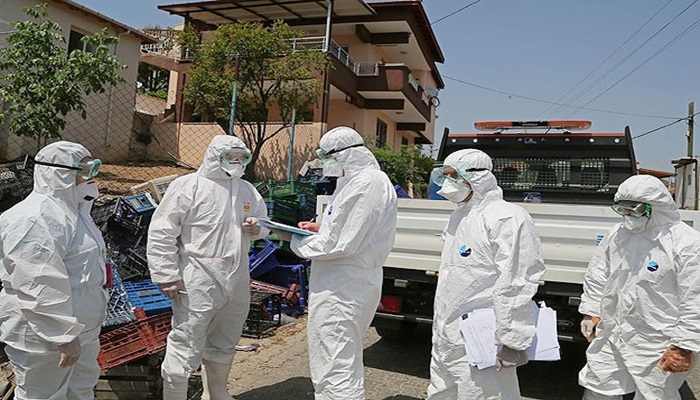 İzmir'de 700 tavuk itlaf edilecek