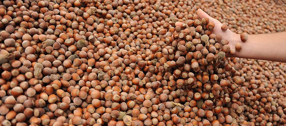 Fındık bizde borsası Almanya'da