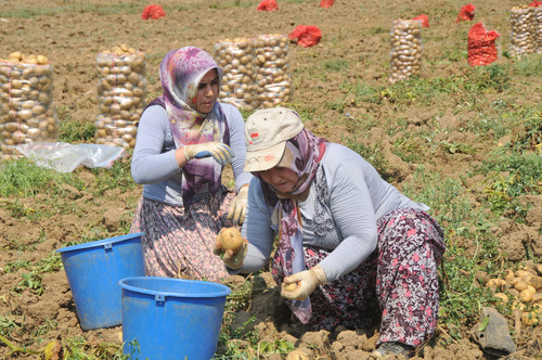 "Patates fiyatları 15 Nisan'dan sonra yeni hasatla birlikte düşecek"