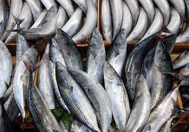 Tezgahlarda palamut festivali!