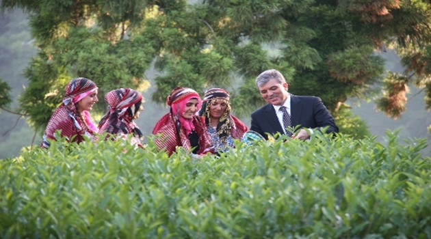 Cumhurbaşkanı Gül, Rize'de çay hasadı yaptı