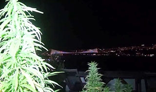 Ünlülerin uyuşturucu operasyonundan Boğaz manzaralı esrar tarlası çıktı