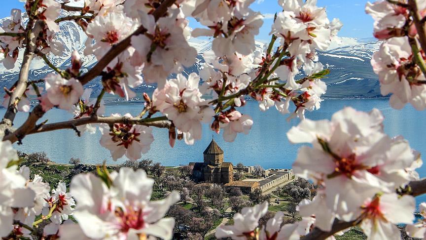 Akdamar Adası çiçeklere büründü