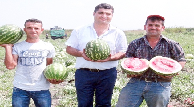 Ceyhan'ın kabak aşısız orijinal karpuzuna ilgi büyük