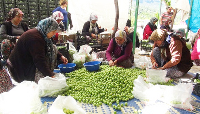 Çeyrek altınla yarışan erik 10 Liraya düştü