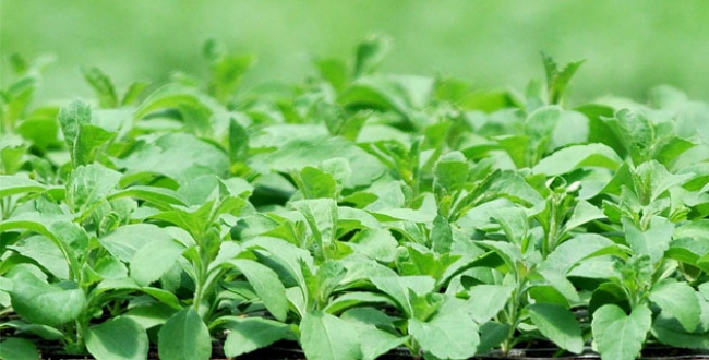 Kalorisiz şeker stevianın ilk hasadı yapıldı