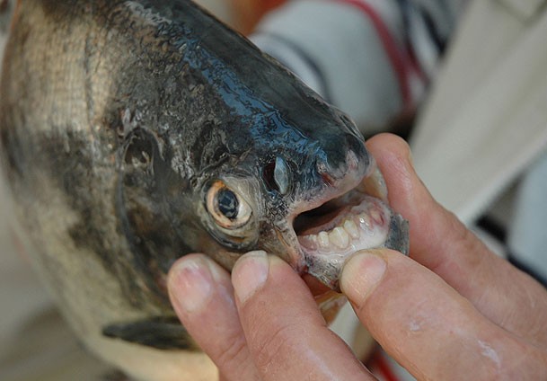 Meriç Nehri'nde ''pirana'' iddiası