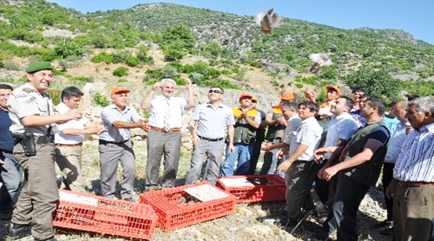 Doğaya 500 adet kınalı keklik bırakıldı