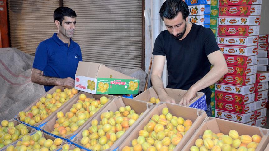 Kayısı bahçede 2, pazarda 6 lira