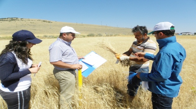 Pirincin alternatifi olması beklenen gacerin hasadına başlandı