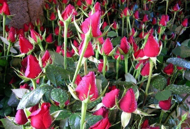 Ekonomiye "aşk" dopingi