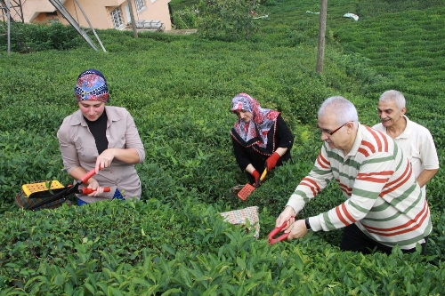 Rize'nin yeni valisi çay hasadı yaptı