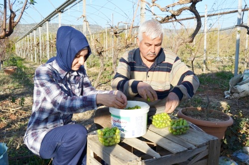 Mevsiminden 5 ay önce meyve veren erik, üreticiyi endişelendirdi