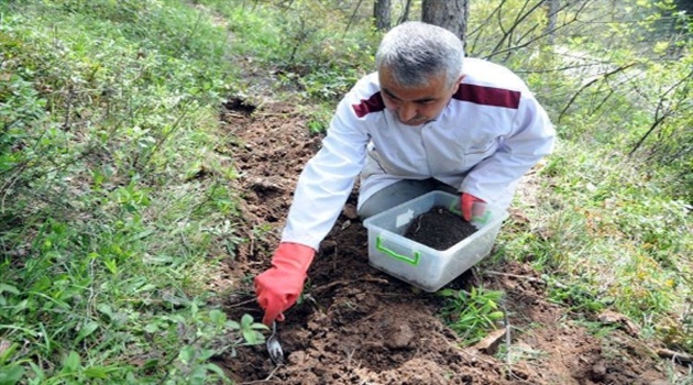 İlk avcı böcekler ormanlara bırakılıyor