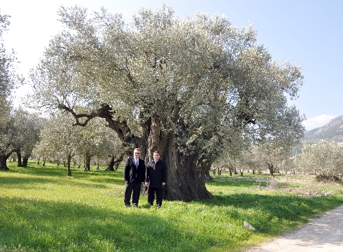 Bin 650 yaşındaki zeytin ağacı anıt olarak tescillendi
