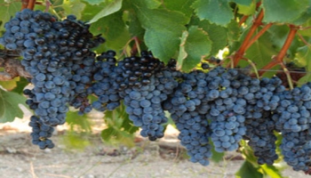 Bağdan sofraya Şarköy üzümü