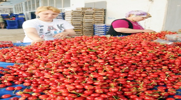Rekolte düşünce tarlada 13 lira olan kiraz vatandaşın cebini yakacak
