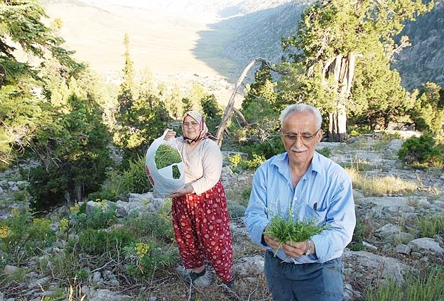 Akseki'den şifa kaynağı kekik