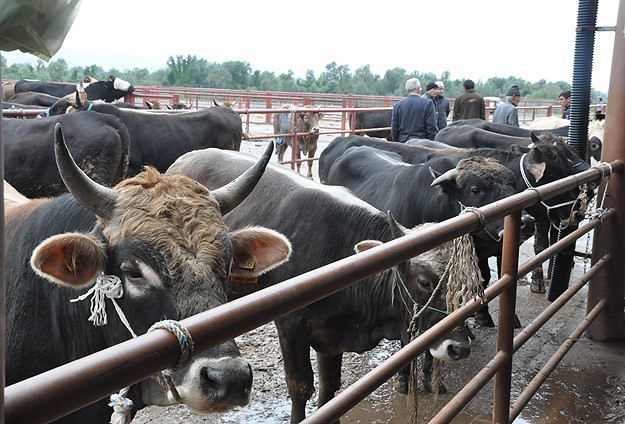 Kurban satış yerleri bayramdan 15 gün önce hazır olacak