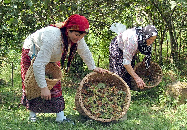 Fındık destek tutarı açıklandı
