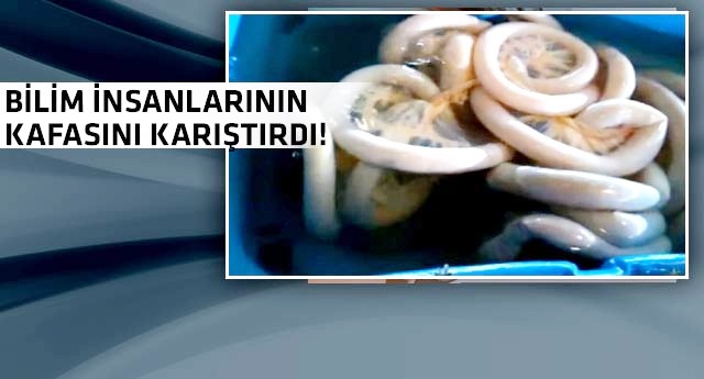 Yeni bir canlı türü bulundu!